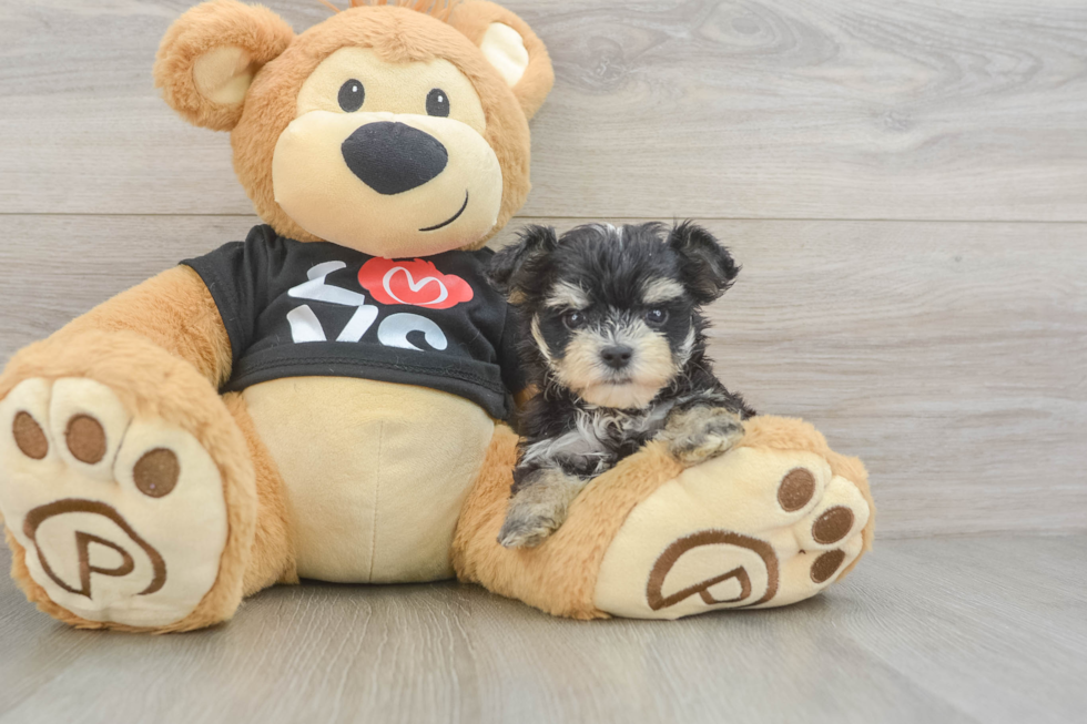 Cute Morkie Baby
