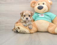 6 week old Morkie Puppy For Sale - Lone Star Pups