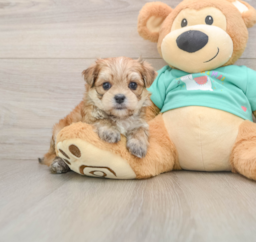 7 week old Morkie Puppy For Sale - Lone Star Pups