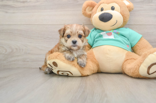 Sweet Morkie Baby