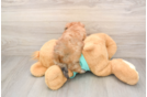 Little Yortese Designer Puppy