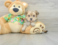 8 week old Morkie Puppy For Sale - Lone Star Pups