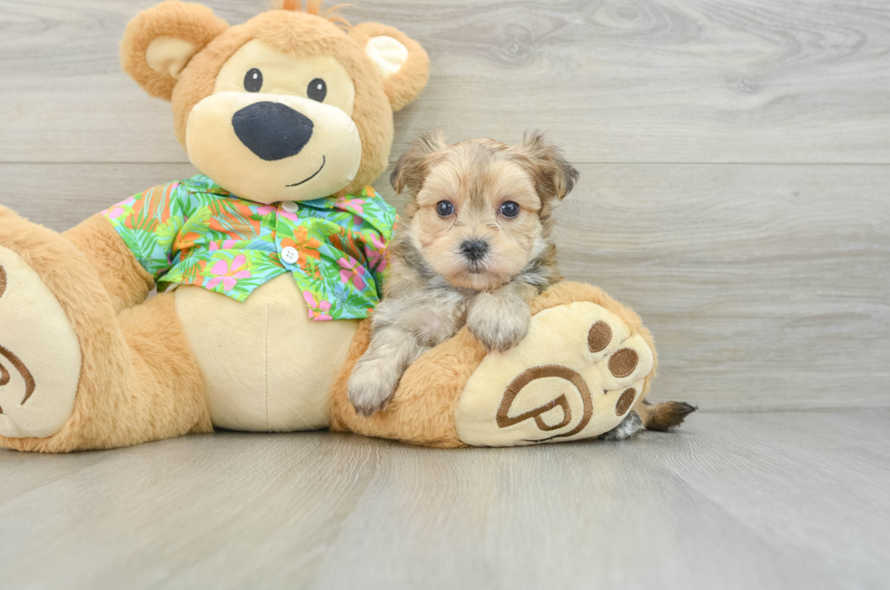 8 week old Morkie Puppy For Sale - Lone Star Pups