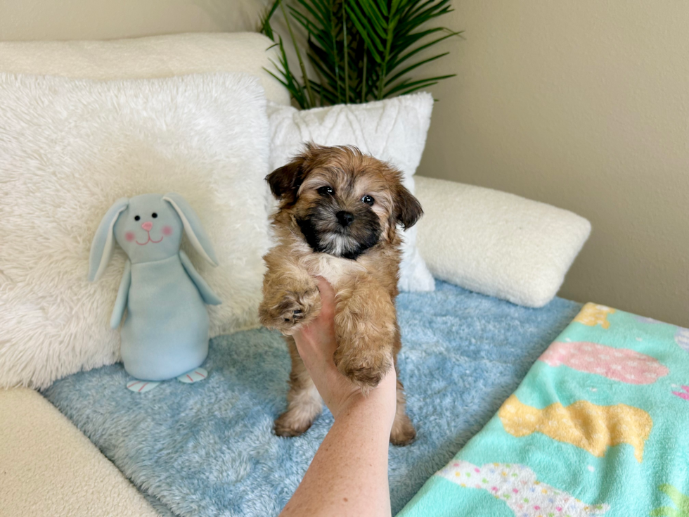 Morkie Pup Being Cute