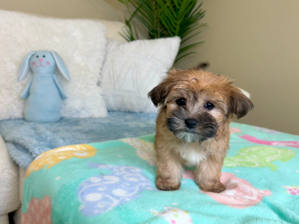 Best Morkie Baby