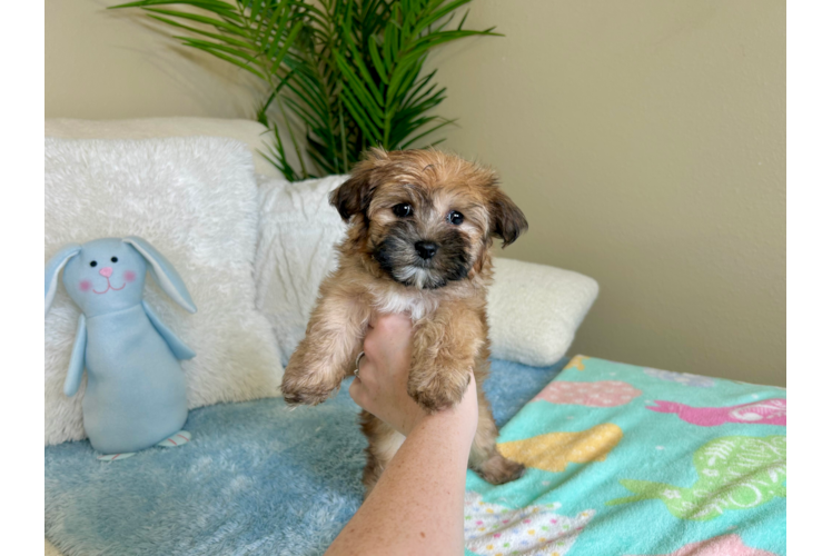 Cute Yortese Designer Puppy
