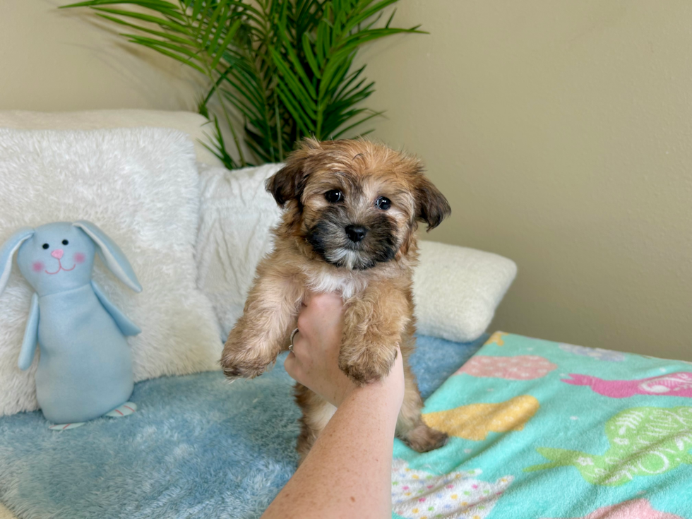 Cute Yortese Designer Puppy