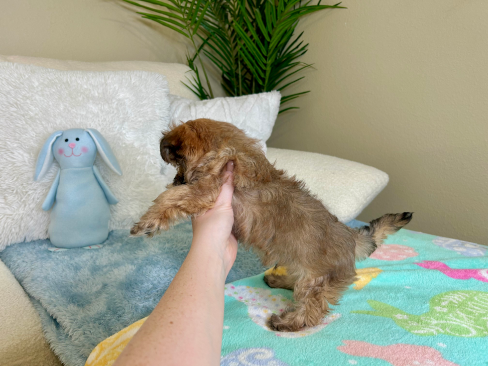 Cute Maltiyork Designer Puppy