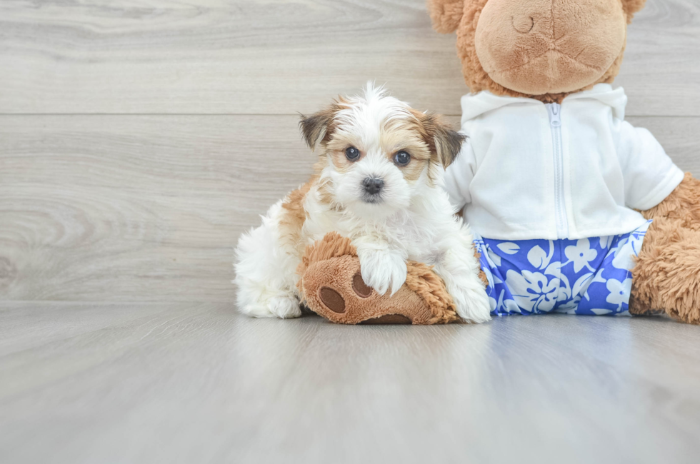 6 week old Morkie Puppy For Sale - Lone Star Pups