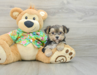 8 week old Morkie Puppy For Sale - Lone Star Pups