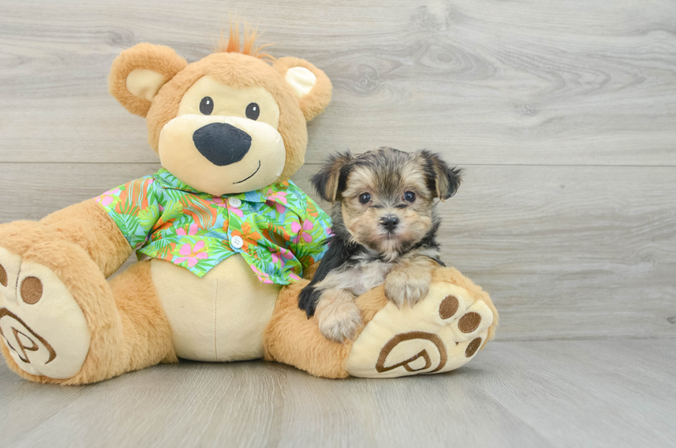 8 week old Morkie Puppy For Sale - Lone Star Pups