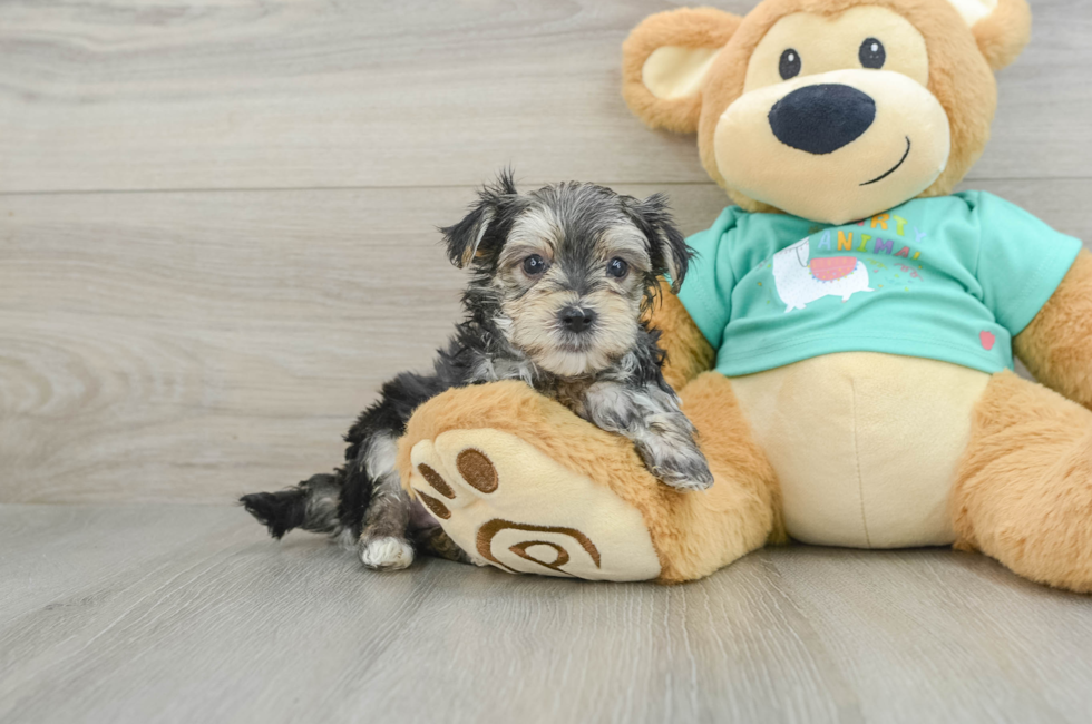 6 week old Morkie Puppy For Sale - Lone Star Pups