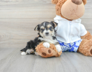 9 week old Morkie Puppy For Sale - Lone Star Pups