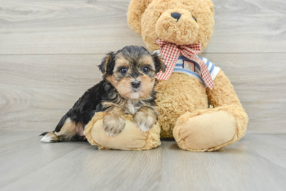 Morkie Pup Being Cute