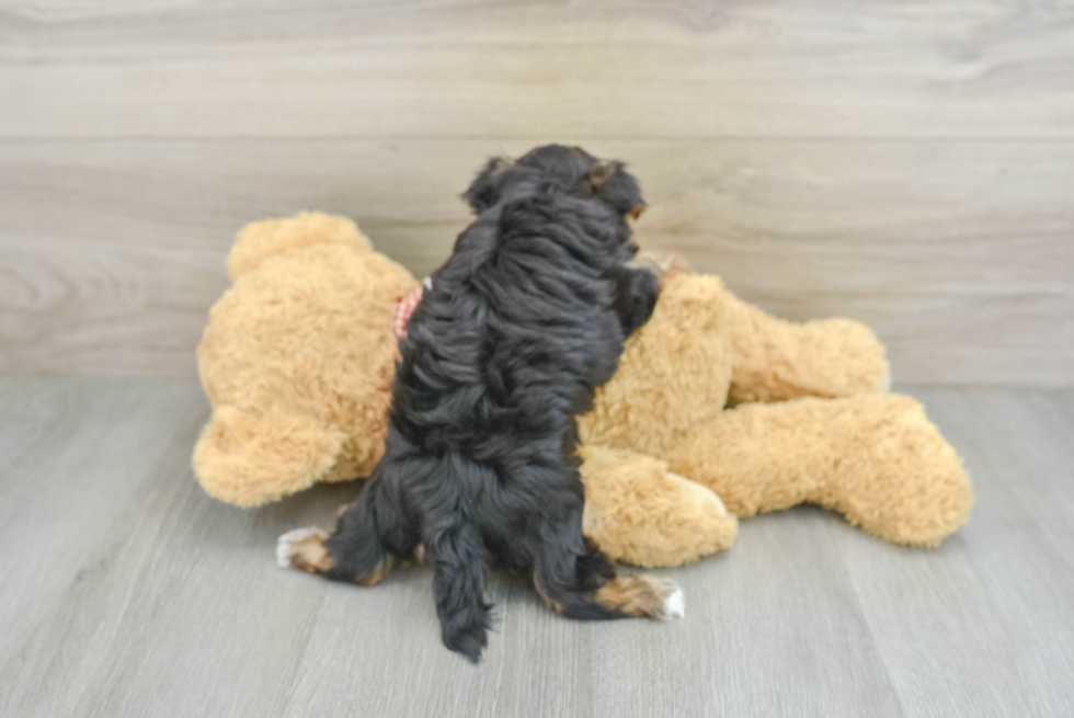 Fluffy Morkie Designer Pup