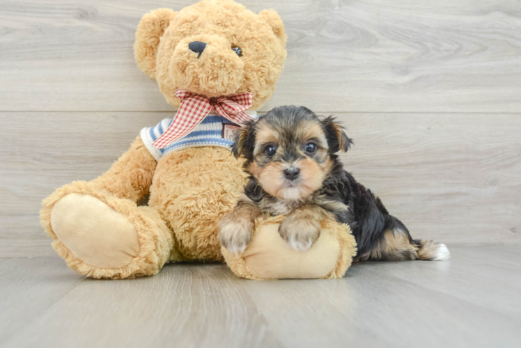 Hypoallergenic Morkshire Terrier Designer Puppy