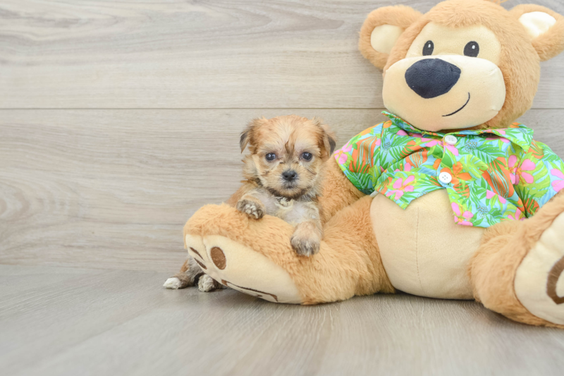Meet Harmoni - our Morkie Puppy Photo 1/3 - Lone Star Pups
