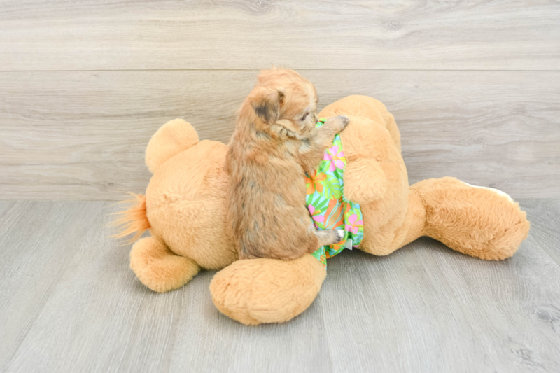 Meet Harmoni - our Morkie Puppy Photo 2/3 - Lone Star Pups