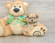 5 week old Morkie Puppy For Sale - Lone Star Pups