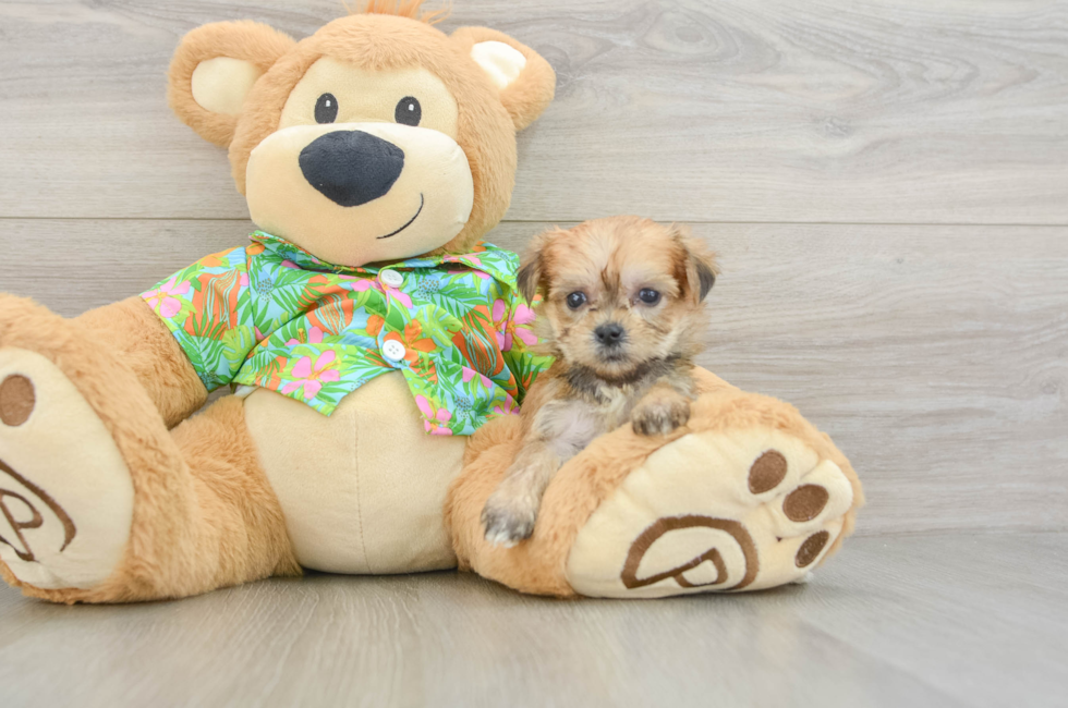 5 week old Morkie Puppy For Sale - Lone Star Pups
