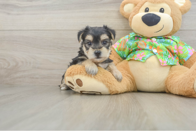 Smart Morkie Designer Pup