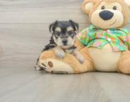 6 week old Morkie Puppy For Sale - Lone Star Pups