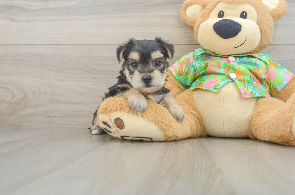 6 week old Morkie Puppy For Sale - Lone Star Pups