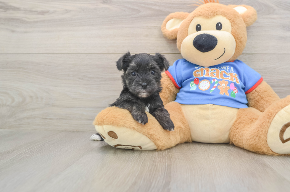 5 week old Morkie Puppy For Sale - Lone Star Pups