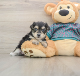 8 week old Morkie Puppy For Sale - Lone Star Pups