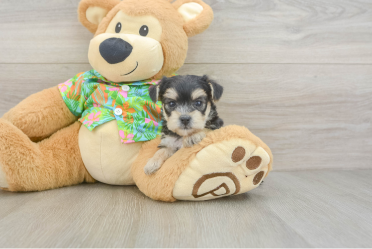 Morkie Puppy for Adoption