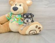 7 week old Morkie Puppy For Sale - Lone Star Pups