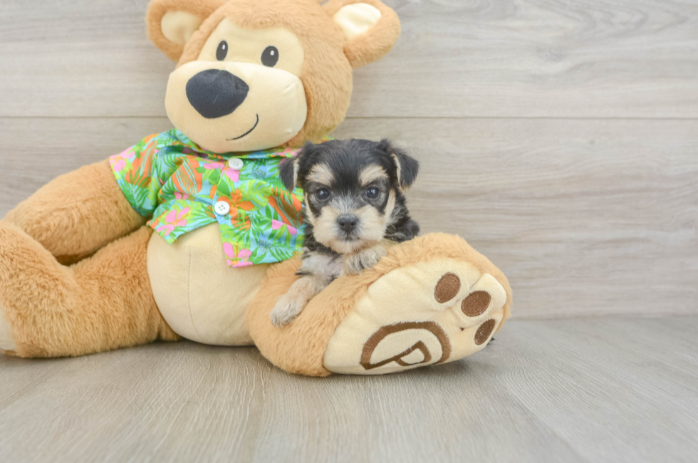 6 week old Morkie Puppy For Sale - Lone Star Pups