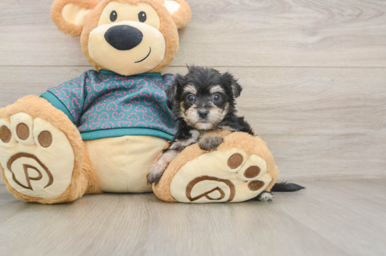 Best Morkie Baby