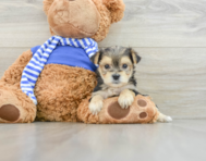 7 week old Morkie Puppy For Sale - Lone Star Pups