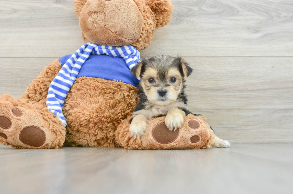 6 week old Morkie Puppy For Sale - Lone Star Pups