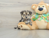 5 week old Morkie Puppy For Sale - Lone Star Pups