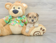 6 week old Morkie Puppy For Sale - Lone Star Pups