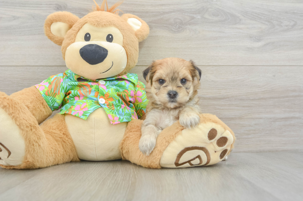 6 week old Morkie Puppy For Sale - Lone Star Pups