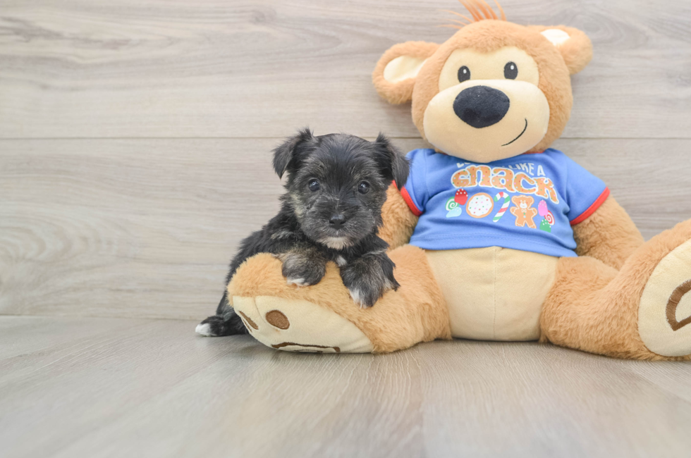 5 week old Morkie Puppy For Sale - Lone Star Pups