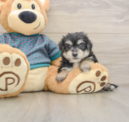 7 week old Morkie Puppy For Sale - Lone Star Pups