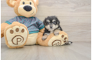 Morkie Pup Being Cute