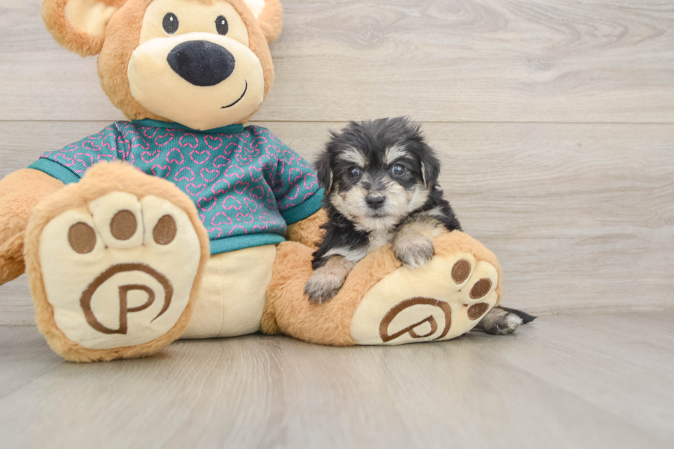 Morkie Pup Being Cute