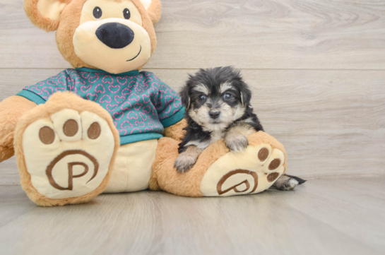 Morkie Pup Being Cute