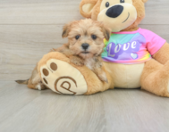 7 week old Morkie Puppy For Sale - Lone Star Pups