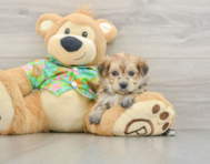 5 week old Morkie Puppy For Sale - Lone Star Pups
