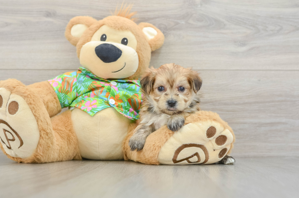 5 week old Morkie Puppy For Sale - Lone Star Pups