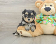 6 week old Morkie Puppy For Sale - Lone Star Pups