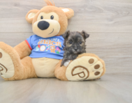 6 week old Morkie Puppy For Sale - Lone Star Pups