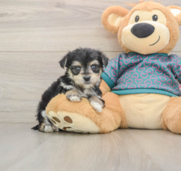 6 week old Morkie Puppy For Sale - Lone Star Pups