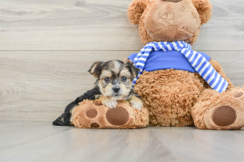 6 week old Morkie Puppy For Sale - Lone Star Pups